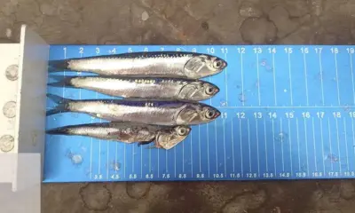 Anchovetas capturadas tienen una talla menor a la permitida, que es de 12 centímetros como mínimo. Foto: Sindicado de Pescadores de Chimbote y Anexos