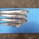 Anchovetas capturadas tienen una talla menor a la permitida, que es de 12 centímetros como mínimo. Foto: Sindicado de Pescadores de Chimbote y Anexos