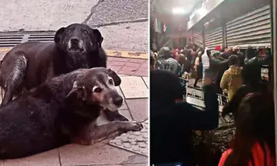 ‘Caballita’ y ‘Viejito’ eran parte de la comunidad de Valdivia, en Chile.