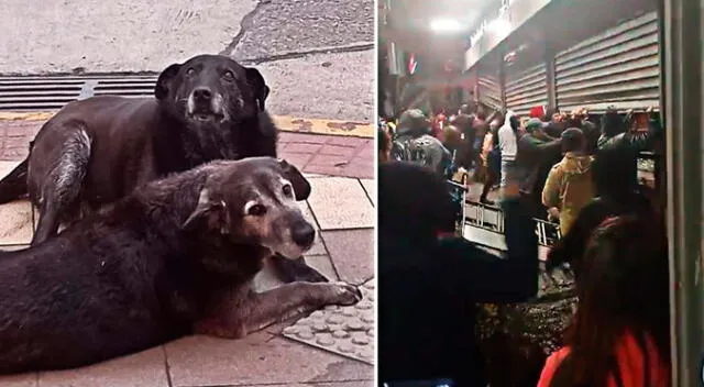 ‘Caballita’ y ‘Viejito’ eran parte de la comunidad de Valdivia, en Chile.