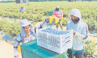 Grave. Con los cambios hechos, de contrabando por el Congreso, los agroexportadores pagarán menos a la seguridad social y obtendrán un subsidio de todos. Foto: difusión