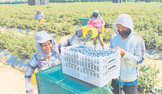 Grave. Con los cambios hechos, de contrabando por el Congreso, los agroexportadores pagarán menos a la seguridad social y obtendrán un subsidio de todos. Foto: difusión