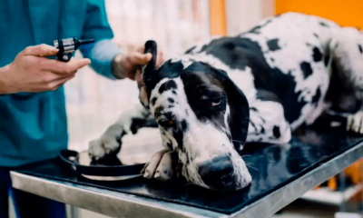 El siguiente paso para Loyal es el estudio clínico del medicamento con perros. Foto: Grate Dane Care