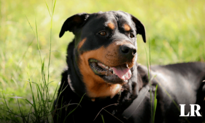 5 perros matan a su dueño en su casa en Nicaragua. Foto: composición LR/Freepik