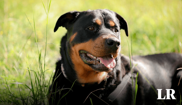 5 perros matan a su dueño en su casa en Nicaragua. Foto: composición LR/Freepik