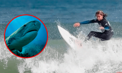 El hecho ocurrió en una playa de Australia. Foto: composición LR/Twitter de Daily Mail/EFE