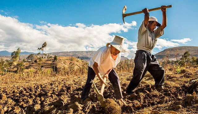 La vigencia del seguro agrario va de agosto de 2023 a julio de 2024. Foto: Midagri