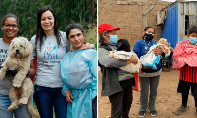 La ONG Patitas con Calle también se llama Stray Animal Project y fue fundada en 2020. Foto: composición LR/Instagram/Patitasconcalle.pe