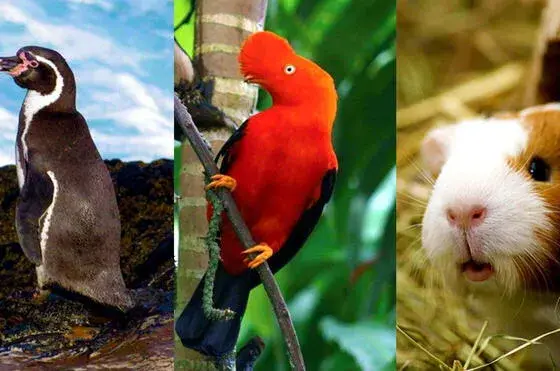 De izquierda a derecha: el pingüino de Humbolt, el gallito de las rocas y el cuy. Foto: composición LR/Y tú que planes