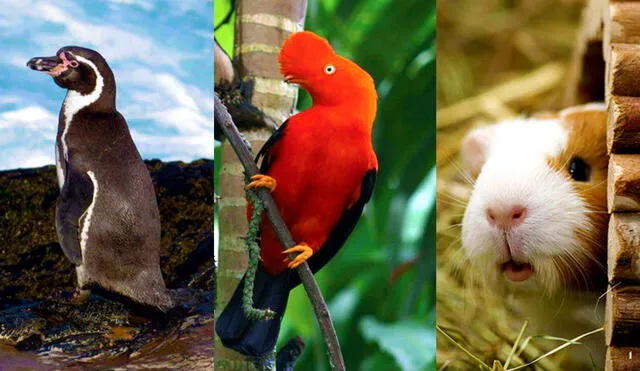 De izquierda a derecha: el pingüino de Humbolt, el gallito de las rocas y el cuy. Foto: composición LR/Y tú que planes