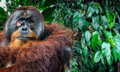 El orangután Rakus es el primer registro de un animal que usa plantas con propiedades medicinales para curar heridas. Foto: Nature/Earthpedia