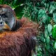 El orangután Rakus es el primer registro de un animal que usa plantas con propiedades medicinales para curar heridas. Foto: Nature/Earthpedia