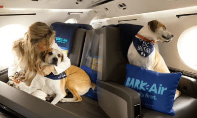 La aerolínea para mascotas ofertará vuelos exclusivos hacia Reino Unido. Foto: Composición LR/ Bark Air Instagram