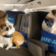 La aerolínea para mascotas ofertará vuelos exclusivos hacia Reino Unido. Foto: Composición LR/ Bark Air Instagram