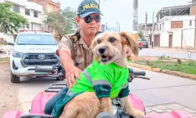 'Barba', el perro policía conquistó el cariño de los oficiales, quienes se encargaron de su cuidado y alimentación. Foto: Emmanuel Moreno