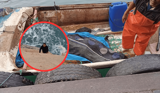 Padre de fallecido logró salir a tierra tras naufragio. Foto: Leonila Aquino - La República