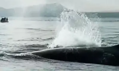 La ballena jorobada intentaba ayudar a su ballenato para que esté a flote. Foto: captura Latina