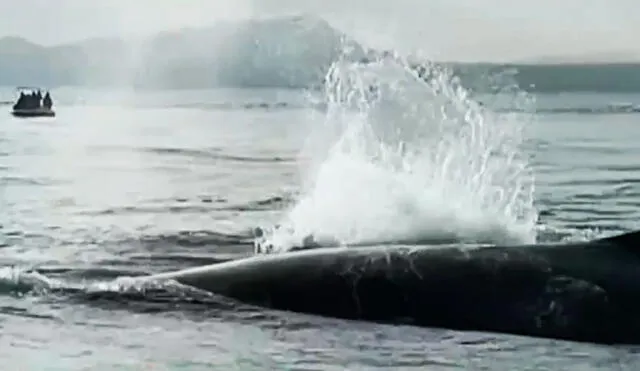 La ballena jorobada intentaba ayudar a su ballenato para que esté a flote. Foto: captura Latina