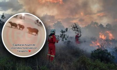 Animales huyen del incendio Forestal tras haber destruido su hábitad.